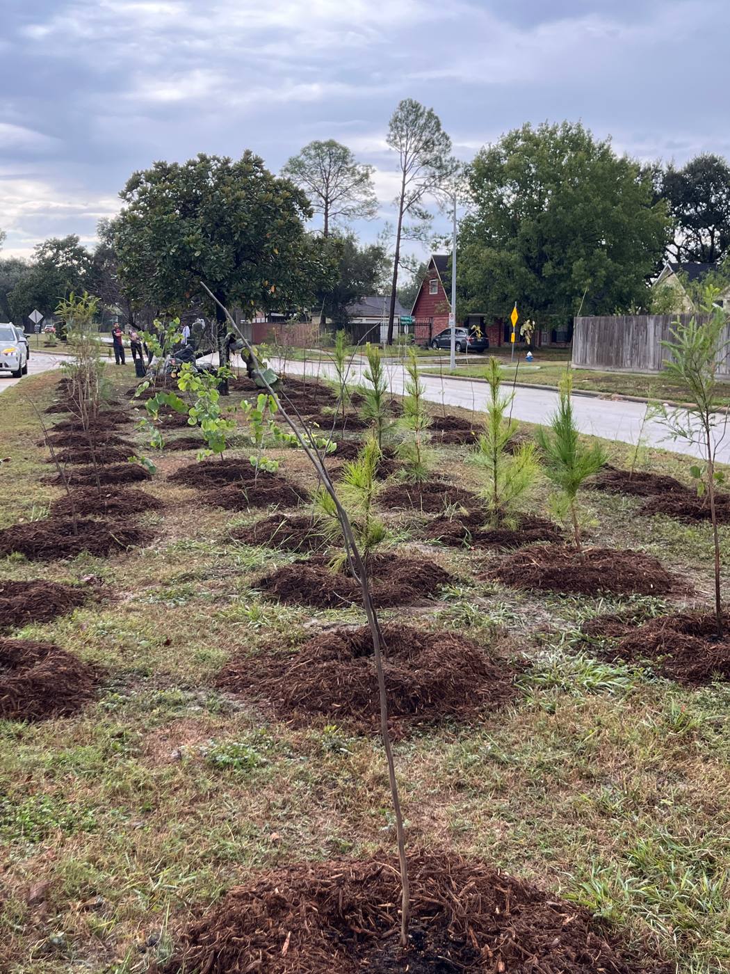 Rows of newly planted, mulched saplings along the trail