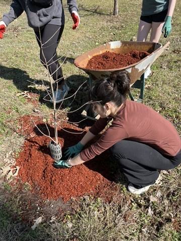 Volunteers mulching young trees with a wheelbarrow