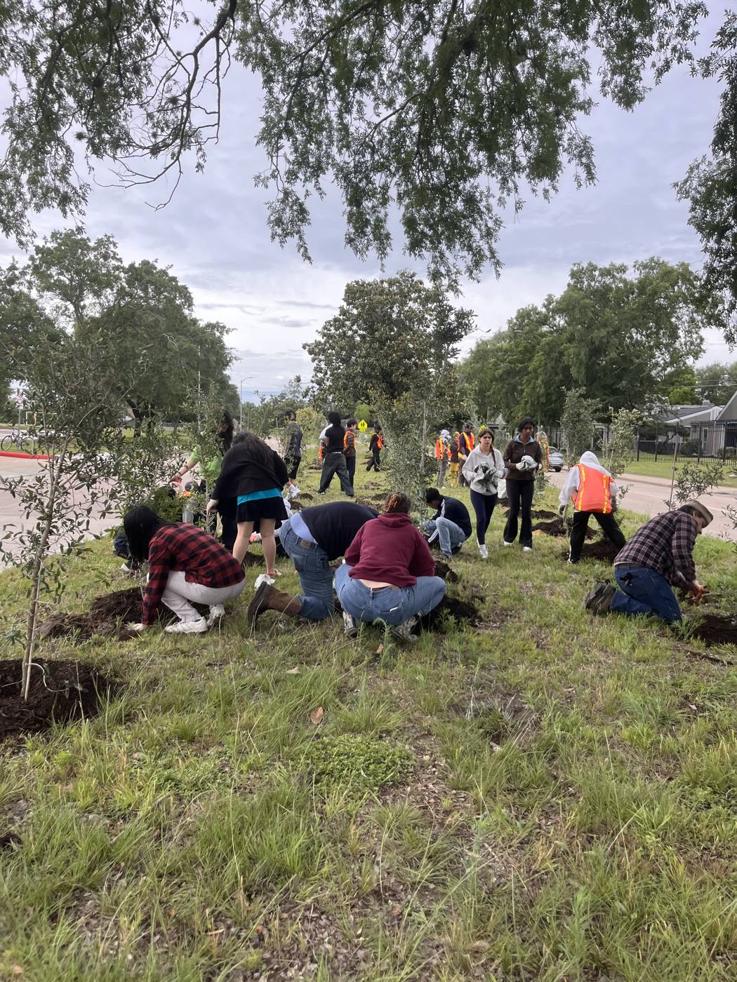 Volunteers planting trees along S. Dairy Ashford in Alief
